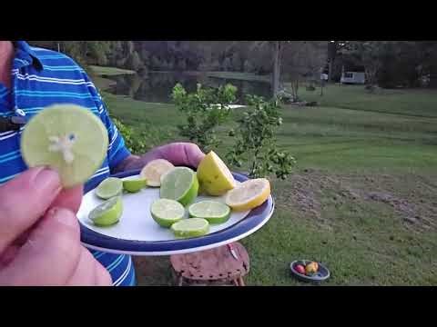 Bearss Lime vs Key Limes vs Meyer Lemon Tasting