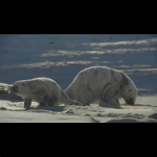 41 reactions · 12 shares | Escuchar a Tom narrando un documental, es lo más hermoso que nos puede pasar. El próximo 26 de noviembre, se estrena "Planeta Prehistórico: la Edad de Hielo", por Apple Tv Plus. crédito @appletv Traducción y subtitulado: @julia.leiva.77 (Tom Hiddleston Argentina - Facebook) #TomHiddleston #PlanetaPrehistórico #LaEdadDeHielo #Documental #Narración #AppleTvPlus #Naturaleza #Hiddlesfan #HiddlesArgentina | Mariel de Ensenada | Facebook