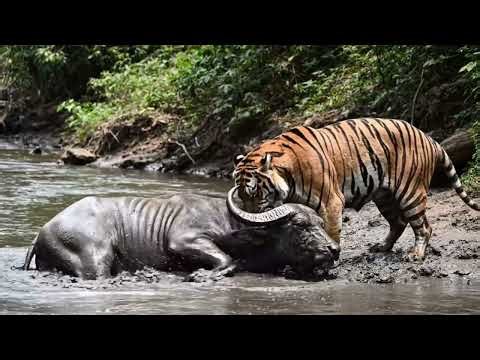 Lion attack buffalo in African forest | lion attack animal docomentery | lion attack video stories