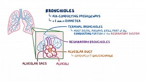 Video: Bronchioles and alveoli histology - Video Explanation! | Osmosis | Osmosis