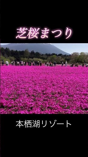 【満開芝桜】富士山背景に咲き誇る/鮮やかコントラストで魅了