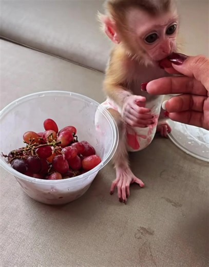 Monkey Hubb (@monkeyhubb_)’s videos with original sound - Monkey Hubb