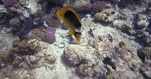 RÉCIF DE CORAIL EN MER ROUGE | BEAU POISSON JAUNE SUR LE PREMIER PLAN | VIDÉOS 4K