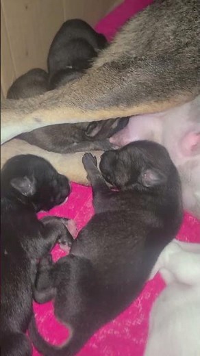 Newborn Puppies First Feeding 🐶 | Heartwarming Moments with Mother Dog 💕 #CutePuppies