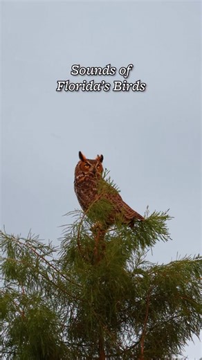 Florida Wildlife Corridor Foundation on Instagram: "Do you recognize these iconic Florida bird sounds?🪽🔊 These native birds are the soundtrack of the Florida Wildlife Corridor and we love hearing all their hoots, screeches, and songs. 🦉 Think your a real bird expert? We challenge you to name all the native species featured in the comments below⬇️"