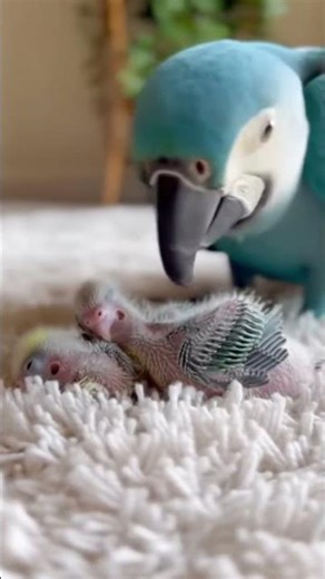 Sweetest Parrot Mommy Ever! 💙 Talking Macaw Cuddles Her Baby Chicks