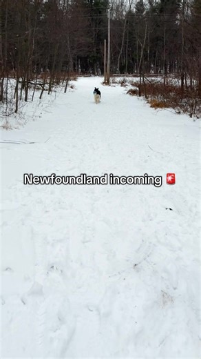 Newfoundland Dog Running: Fun Moments to Watch