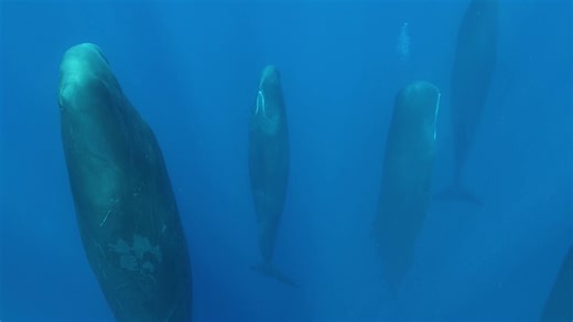 Sleeping sperm whales are incredibly fascinating.