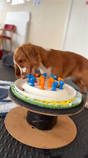 It’s been an ACE day! 💛 ACE Freework sessions with Pauline at Alba Dogs for my 3 this morning, an afternoon teaching some amazing clients and getting some real training breakthroughs, and this evening Pauline delivered a brilliant Intro to ACE Freework talk for my 330 Trickdogs Training Circle members. 🐾 #acefreework #animalcentrededucation #dogtraining #trickdogs #trickdogtraining #positivedogtraining #dogtrainerlife #trickspaniel #spaniellife #dogsofinstagram #canineenrichment #dogfun #dogco