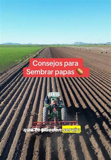 Consejos para sembrar papa: guía práctica paso a paso