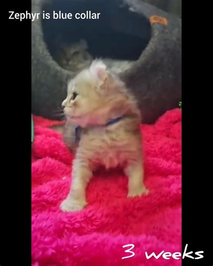 Zephyr the Highlander kitten at 3 weeks