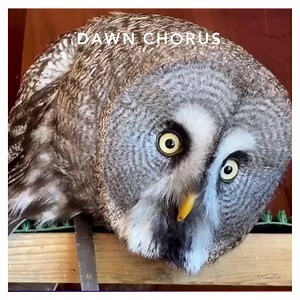 4.6K reactions · 375 shares | Are you a Birdlover? 列 Help scientists gain valuable information about the “state of health” of your environment! | Dawn Chorus - Stop and listen | Facebook