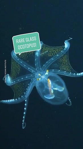Rare Glass Octopus Swimming in the Pacific Ocean
