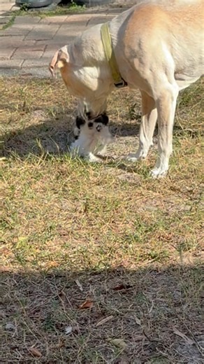 2.8K views · 334 reactions | The little mold spore now has friends ❤️﫶 | Rags to Riches Animal Rescue inc | Facebook