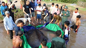 A fisherman on the Mekong River in Cambodia hooked the biggest freshwater fish ever recorded, scientists say – a 300-kilogram stingray. The giant freshwater stingray, which measured four meters (13 feet) from snout to tail, was released back into the wild after being fitted with a tag to track its behavior. #RFAKhmer #economy #mekong #river #fish #វិទ្យុអាស៊ីសេរី #មេគង្គ #ទន្លេមេគង្គ #wondersofthemekong | RFA Khmer