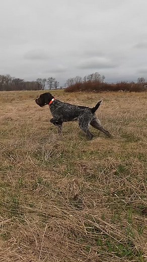 16-Month Deutsch Drahthaar Pointing Dog in Action