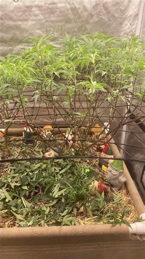 Green on Fleek SCROG TECHNIQUE