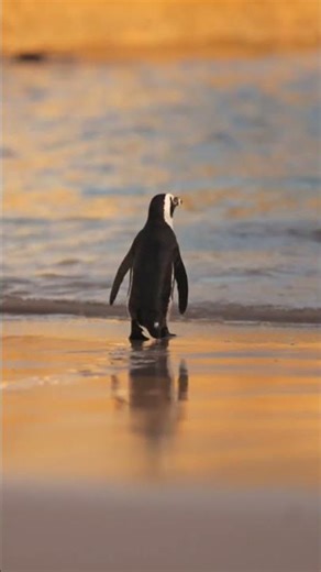 Penguins Are Actually Insane