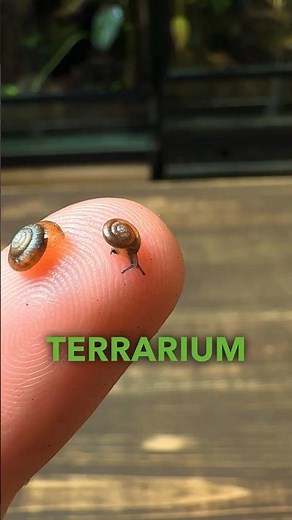 Making a Terrarium For Tiny Snails!🐌