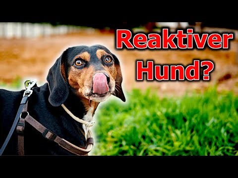 4 Basics für die richtige Erziehung - selbst wenn dein Hund GAR NICHT mehr zuhört!