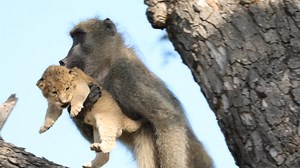 Baboon channels The Lion King by adopting a lion cub
