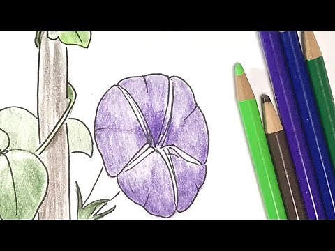 【朝顔】の描き方！色鉛筆とペンのイラスト【 morning glory】