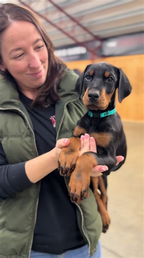 Meet Pallas Von Prufenpuden 🐶 8-week-old Doberman with a big future ahead! Protection Dog Sales is the largest provider of home raised and professionally trained personal protection dogs! www.protectiondogsales.com #protection #doberman #dobermanpinscher #puppy #dobermanpuppy