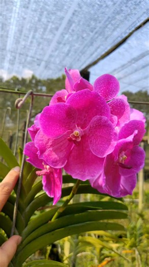 8.2K views · 145 reactions | Vanda With flower #Vanda #orchids | Dipta Orchids | Facebook