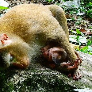 Luna feeding her lovely cute newborn Lynx #lynx #luna #luno | Fresh Newborn Monkey