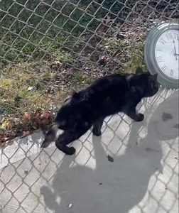 1.7K views · 47 reactions | ❌Close up video of tail and leg injuries...