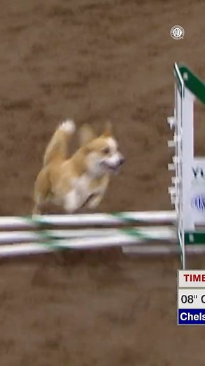 American Kennel Club on Instagram: "Flying 🍞 alert! Remember when Chelsea the Pembroke Welsh Corgi won the 8" class at the 2024 AKC National Agility Championship?"