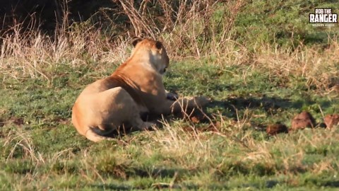 Elephants Engaging in Mud Bathing Rituals
