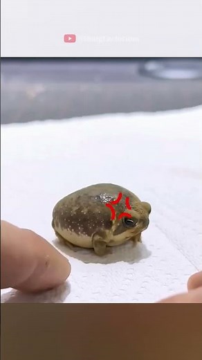 The desert rain frogs are really cute #animals #wildanimals #wildlife #rescue #love #cute #pets