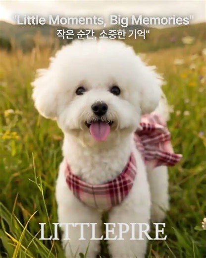 마드라스 체크 리본 하네스 원피스 리드줄 세트｜산책과 피크닉을 한 번에, 체크 커플 산책룩 #강아지 #반려견 #cutedog