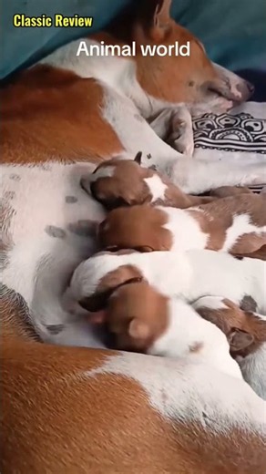 귀여운 강아지 만나보세요 / 愛らしい子犬に出会おう #JapanDogs #KoreaPuppies