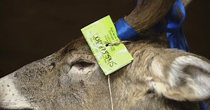 DNR Electronic Deer Registration System Starts First Season