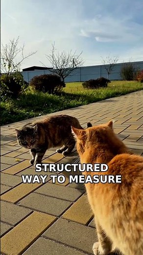 Scientists Found Seven Major Cat Personality Traits 🐱