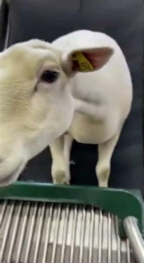 Is This the Most Advanced Farm Tool Ever? 🚜🤯