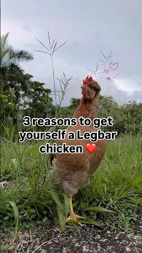 Cream Legbar Chicken 🐓💗 #cuteanimals