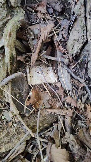 I Found a Treasure Chest with the Metal Detector #shorts #metaldetecting #treasure #treasurehuntingr #reelsfypシシ #reelsviralfb #reelsfypシ #reelsfyp #reelschallenge #treasure #metaldetecting | Detector Sound