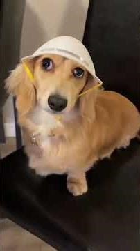 The dog worked hard on the first day #funnyvideos #dog #fyp #dogsoftiktok #funnydog #usa