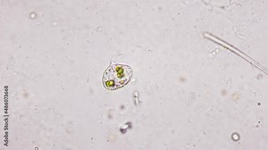 An amazing pear-shaped microorganism with one flagellum in a liquid medium. Microbiomechanics. Biomechanics of living organisms at the cellular level under a microscope. Development of new principles