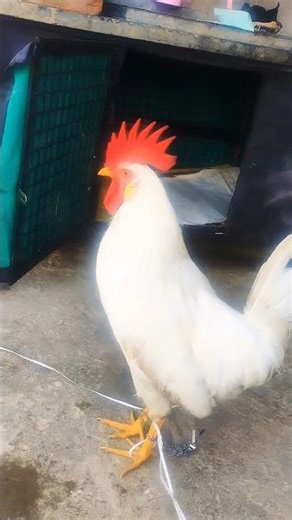 Angry Rooster Crowing 🐓🔥 | Loud Desi Rooster Sound | Shorts #RoosterCrowing #AngryRooster #shorts