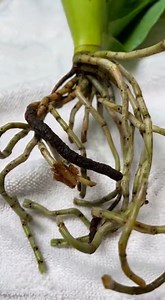 🌸⚠️ How to treat rotten orchids step by step by saving damaged roots, stopping rot, and helping the plant recover and grow healthy again | Orchids haven