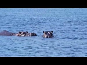 Hippos - Chobe National Park Botswana