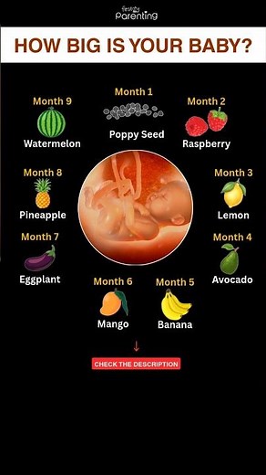 How Big Is Your Baby - Fetal Development | Baby Development Month by Month