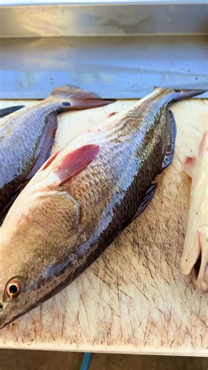 They bit today. The cold weather didn’t bother them a bit. | cats in snow