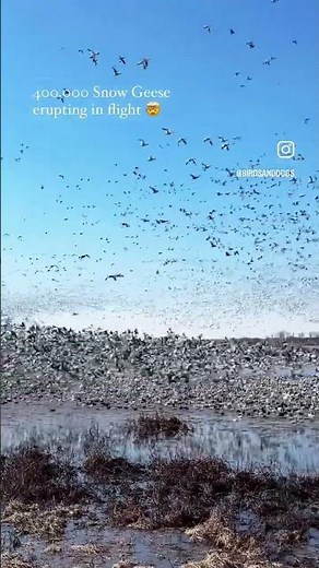 Massive Snow Goose Migration Explained