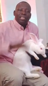 (01) Rabbits belong to the group of mammals and they are from the family of leporidae,in order of Lagomorpha, which includes more than 40 species of rabbits, hares and Pikas. Researcher's record suggest that Lagomorpha show up in Asia 40 million years ago, during the Eocene period.👂🏽 However, the break-up of continents during this period cause the distribution of different breeds of rabbits and hares around the world for human consumption, with the exception of Australia. Meanwhile, there are 