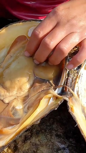 Giant mutated green clams, incredibly precious green pearls #seafood #jewelry #tiktok #fyp #foryou #huntingpearls #pickingpearls #pearl #sea #survival #oyster | Funny Trend